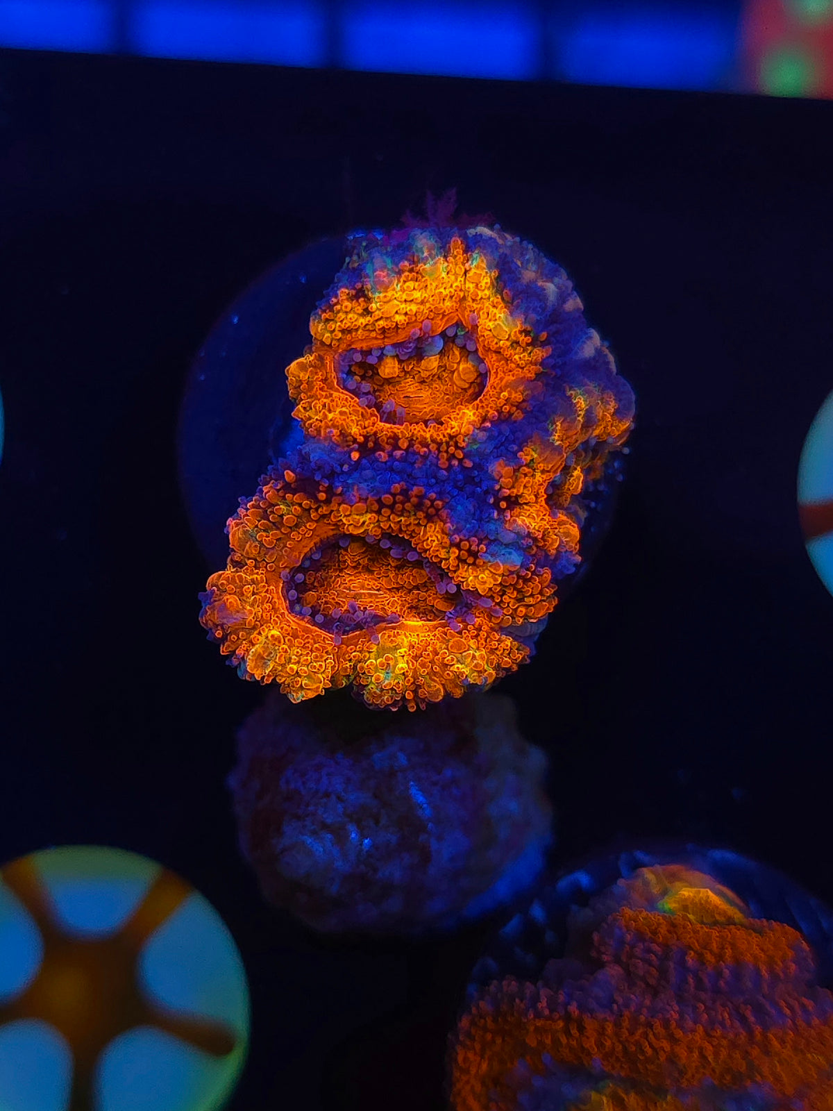 Hells Bells Rainbow Acan