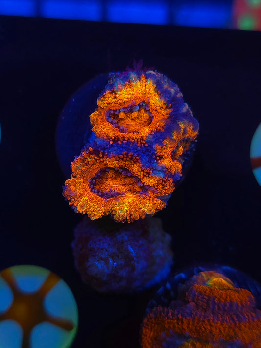 Hells Bells Rainbow Acan