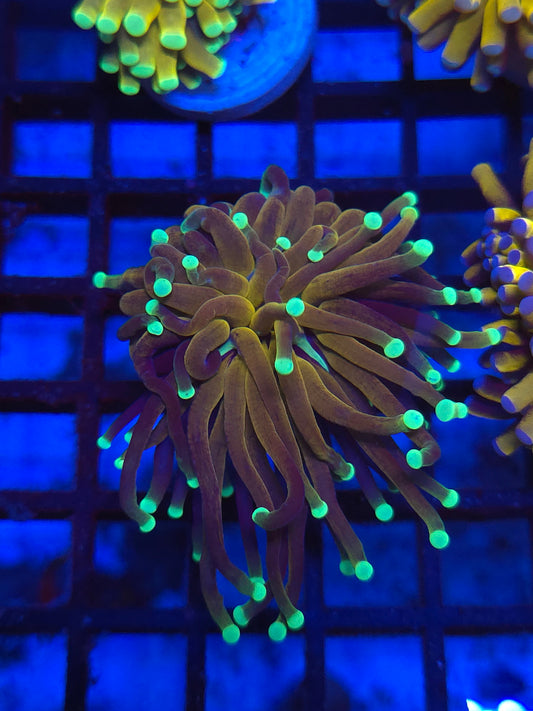 Green Tip Tiger Torch
