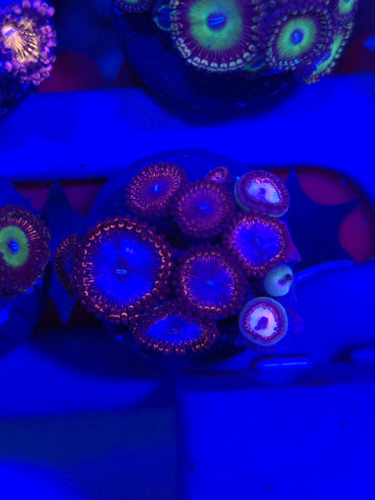 Fire and Ice Zoas