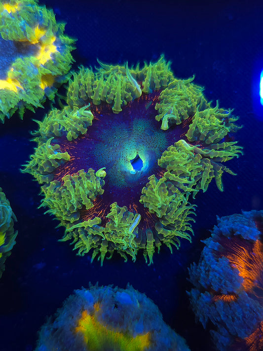 Ultra Rock Flower Anemone RFA