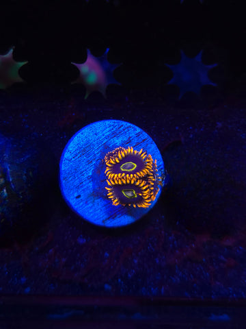Rainbow Hornet Zoas