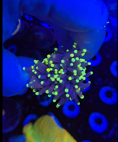 Yellow Tip Torch