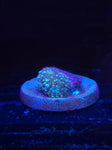 Blue Bounce Mushroom