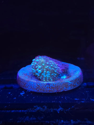 Blue Bounce Mushroom