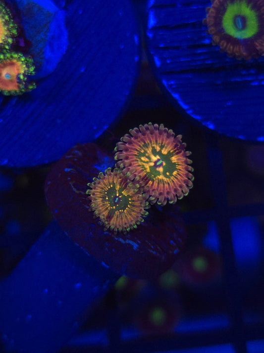CK Monsters Inc Zoas