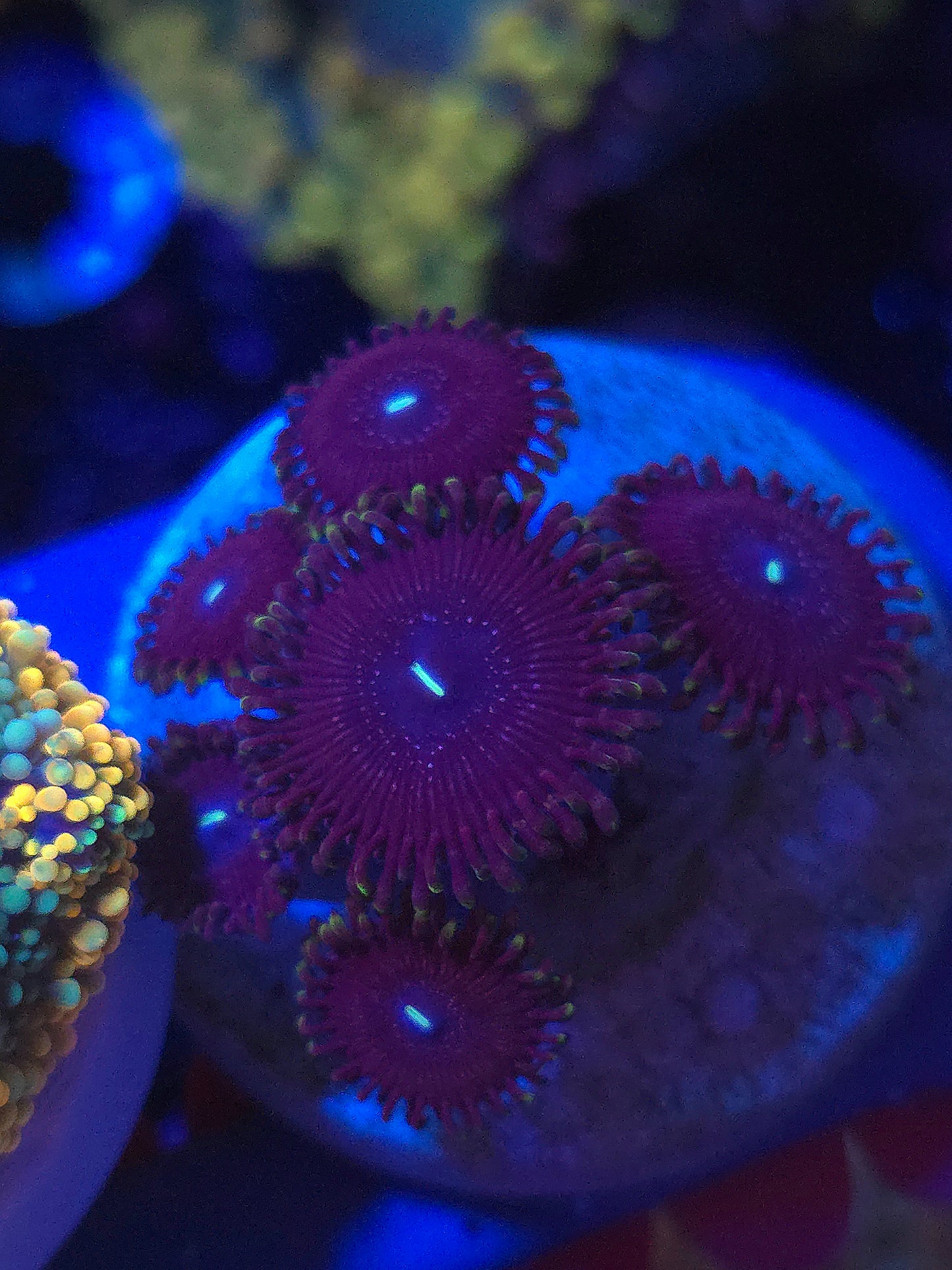 Purple People Eater Zoas