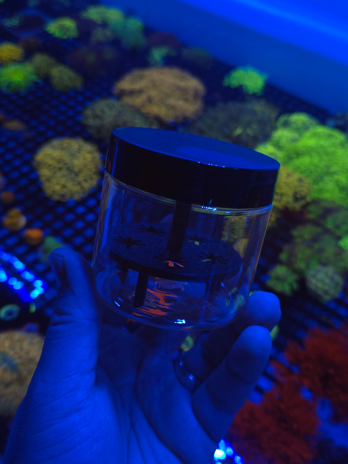 Coral Shipping Cup