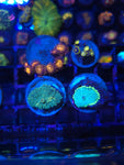 Soft Coral Pack