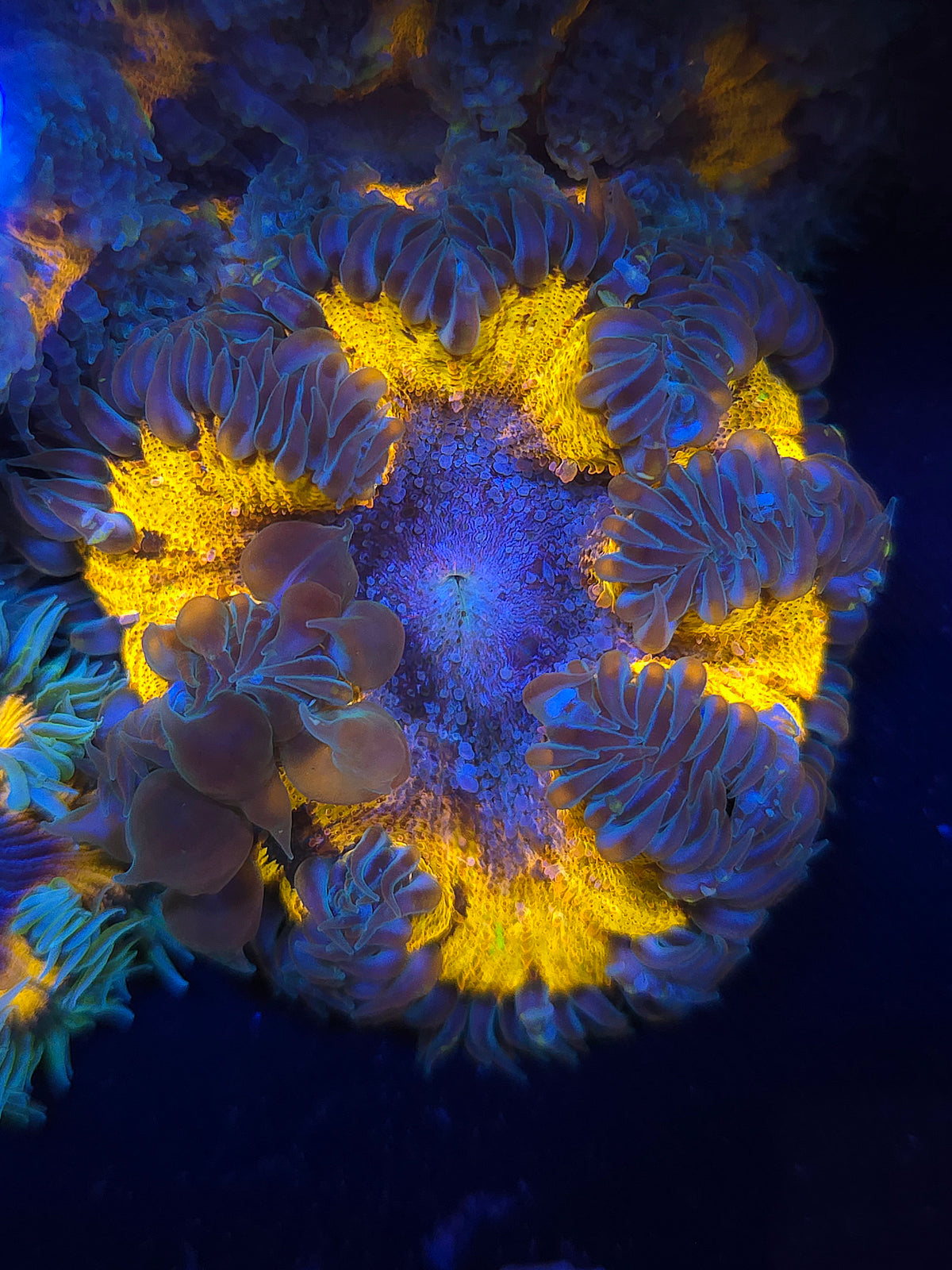 Bouncing Rock Flower Anemone RFA
