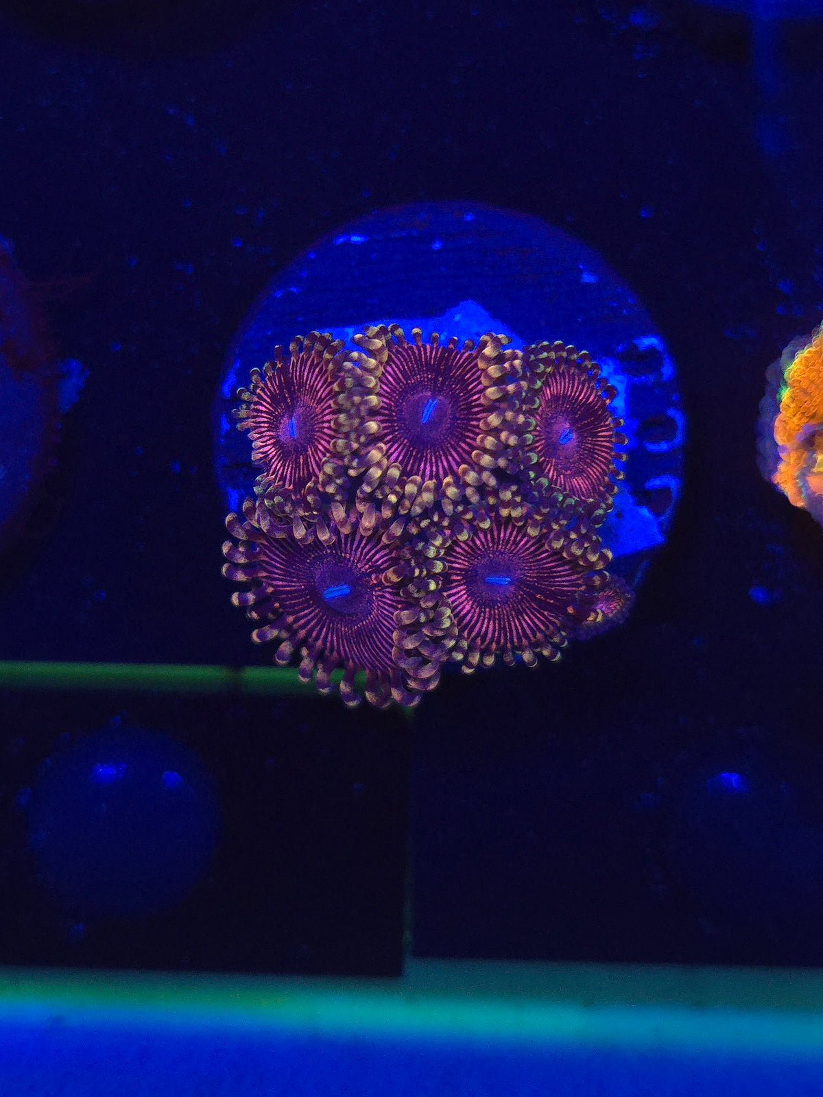 DDA Royal Pink Zoas