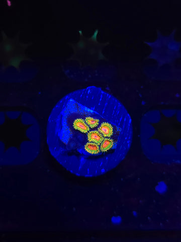 Awesome Blossom Zoas