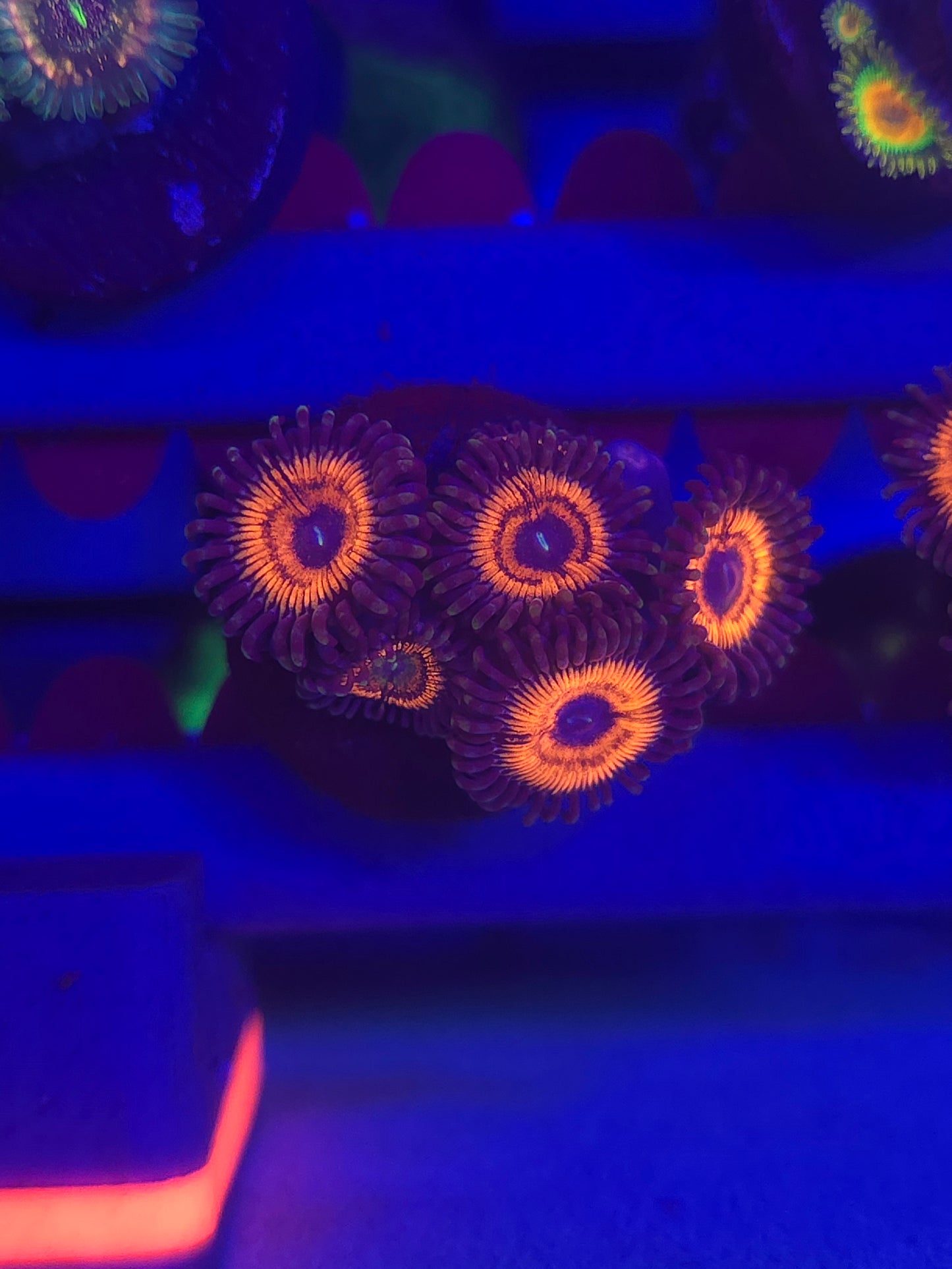 Gobstopper Zoas