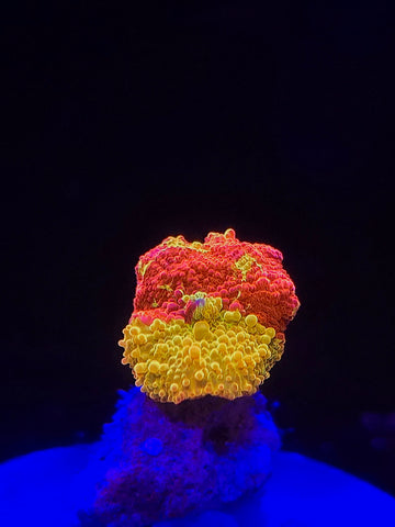50/50 Jawbreaker Mushroom