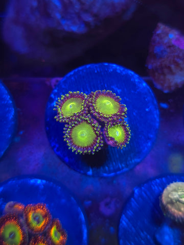 Candy Apple Zoas