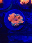 3 Color Candy Crush Jawbreaker Mushroom