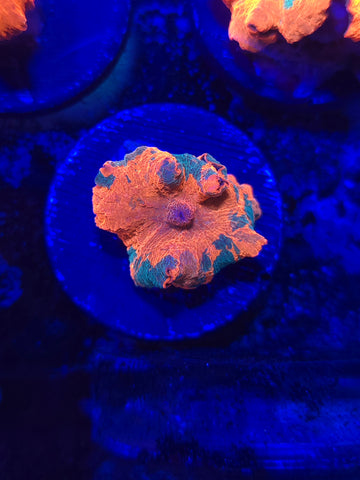 3 Color Candy Crush Jawbreaker Mushroom