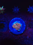 Legendary Corals Deadshot Zoas