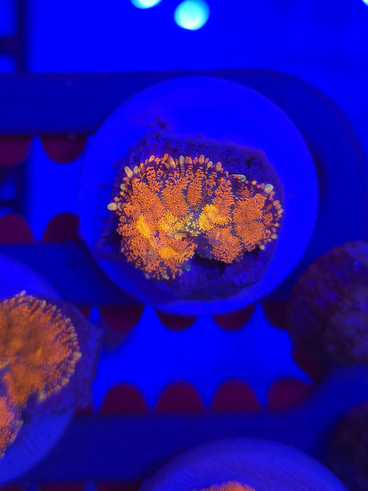DDA Volcano Rhodactus