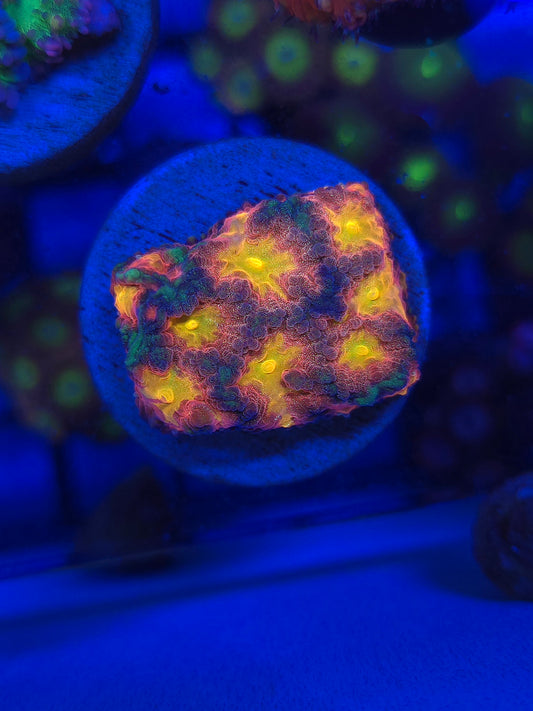Space Cakes Favia