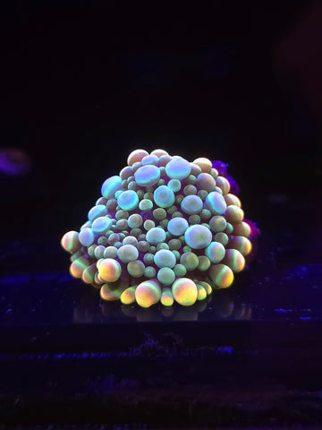 SBB Rainbow Gumball Yuma