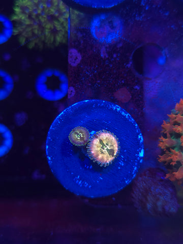 Pink Hawaiian Ding Dang Zoas