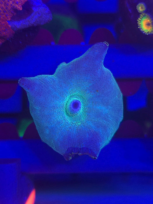 Grafted Discosoma Mushroom