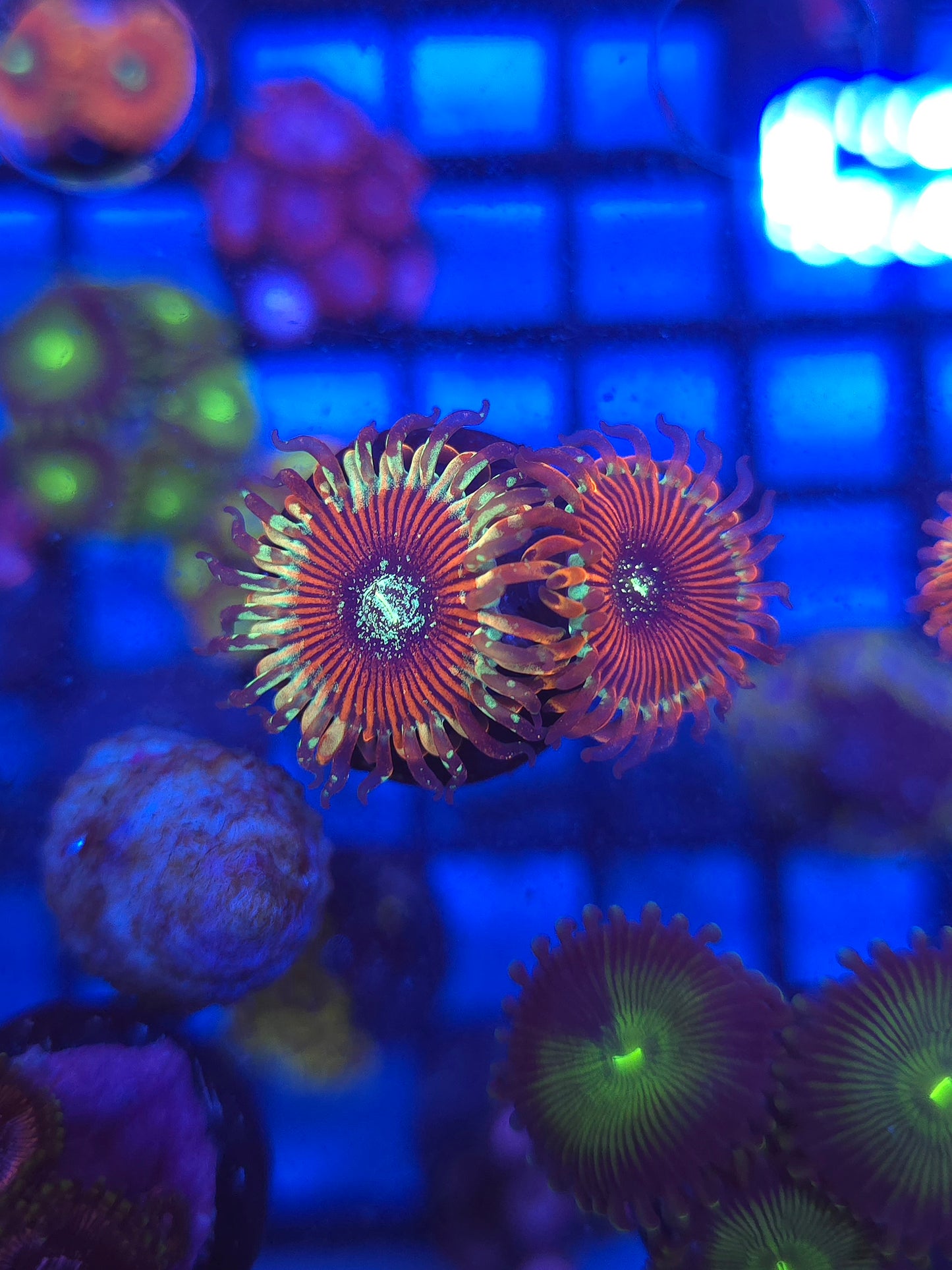 DDA Tropicali Zoas