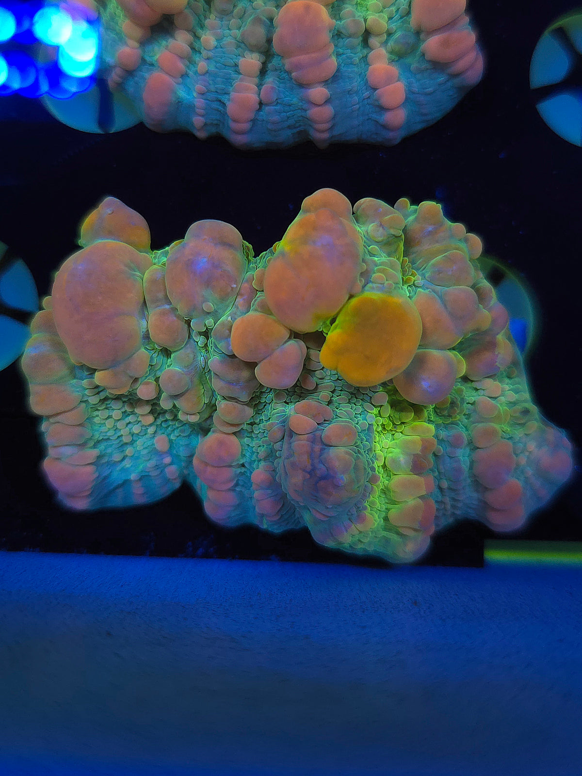 WWC Cosmic Candy Bounce Chalice (Grafted)