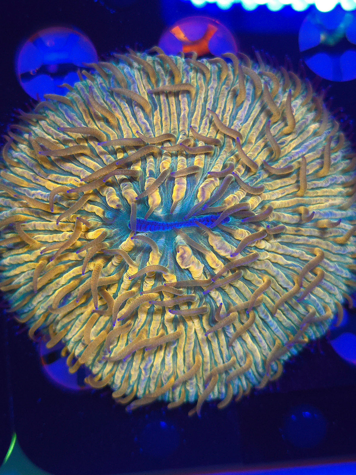 Fungia Plate Coral