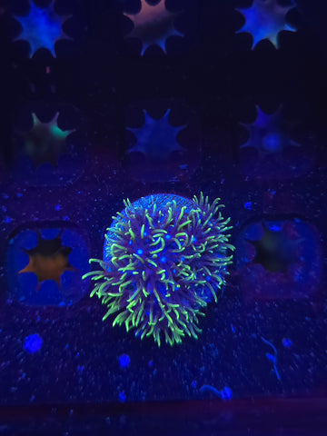 Green Star Polyps GSP